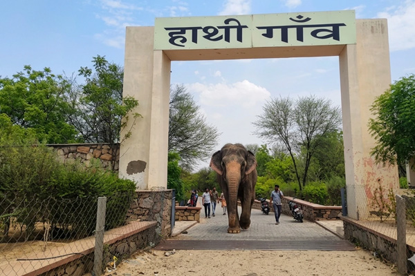 Hathi Gaon (Elephant Village)